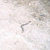 Wester diamond back rattlesnake