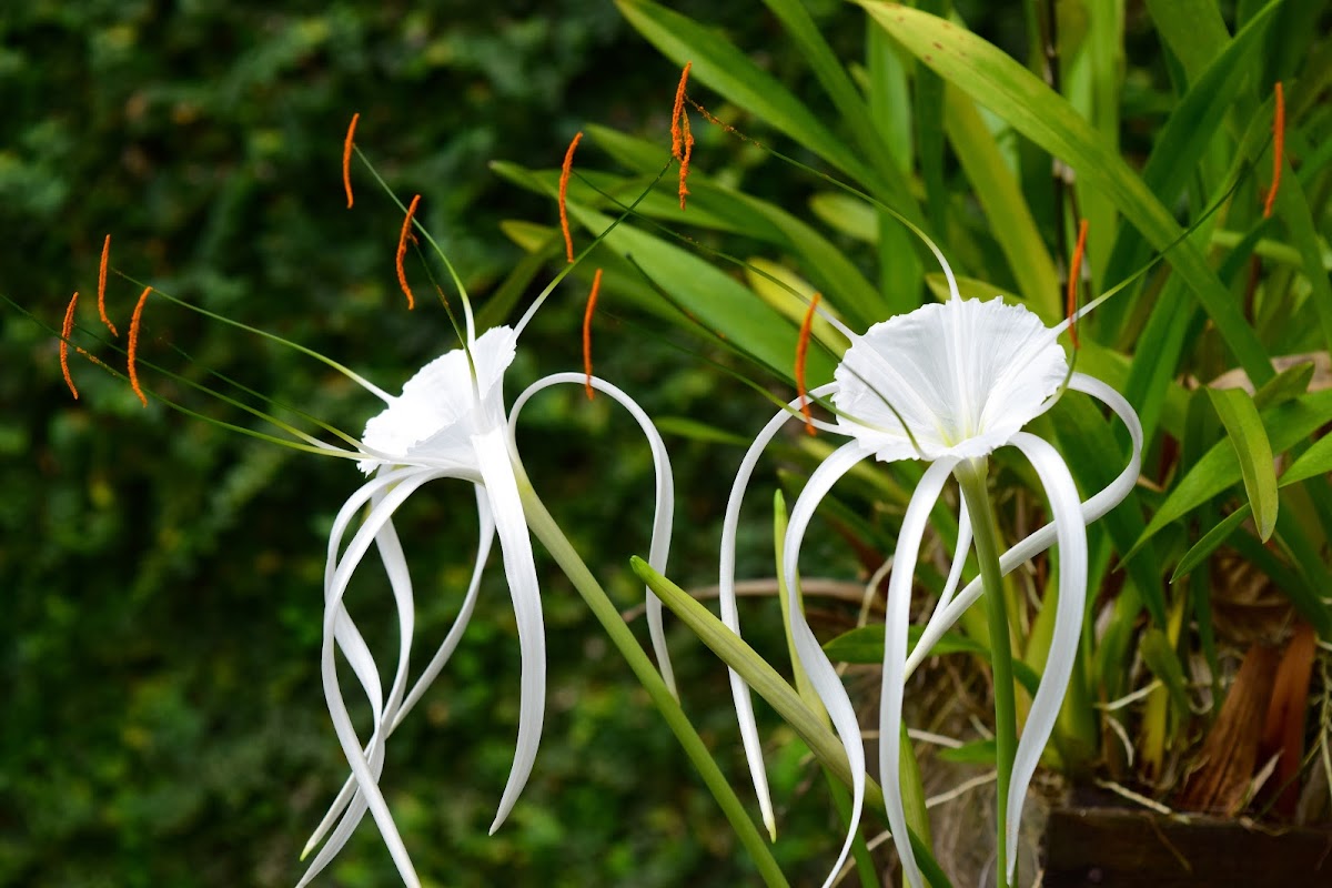 Lirio Araña - Spider Lily