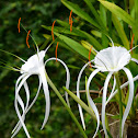Lirio Araña - Spider Lily