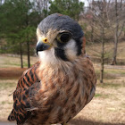 American Kestrel