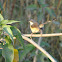 Ashy Prinia