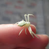 Goldenrod Crab spider