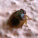 Round Issid Bug