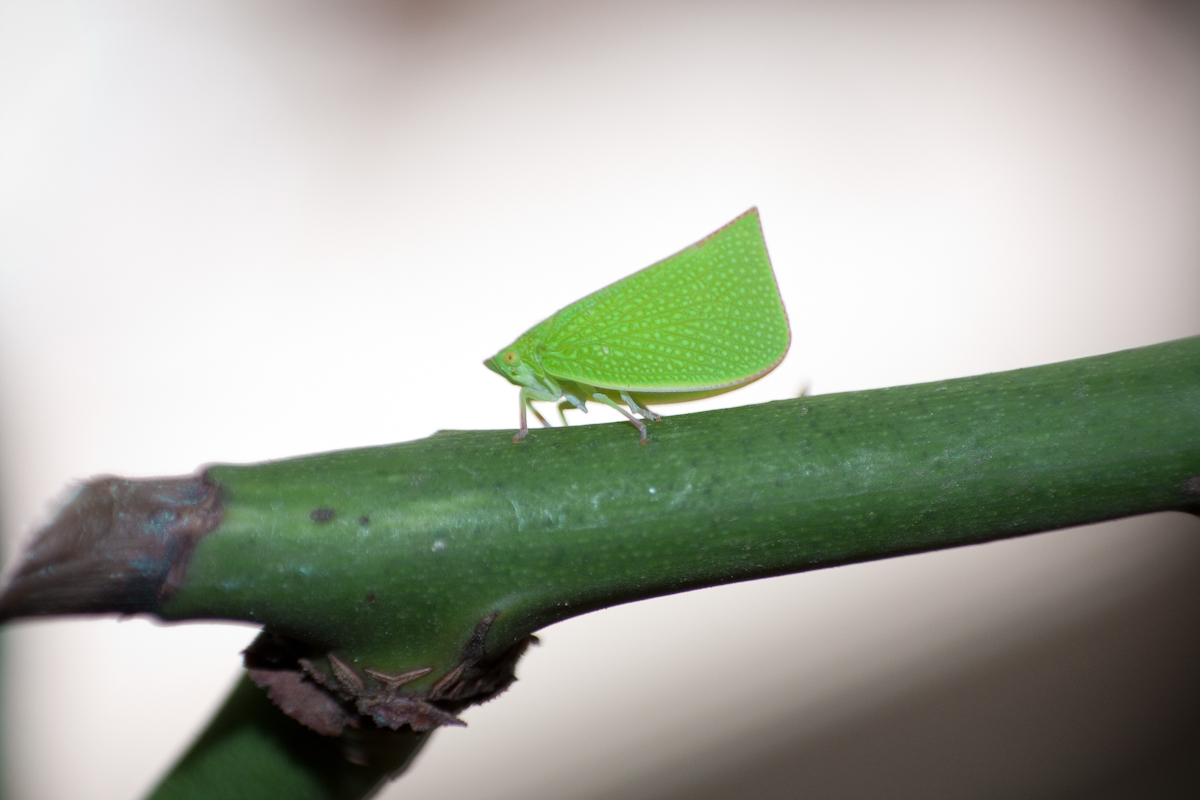 Flatid Leaf Bug