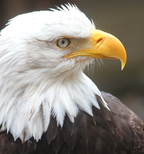 A bald eagle in Denali National Park, Alaska.