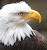 A bald eagle in Denali National Park, Alaska.