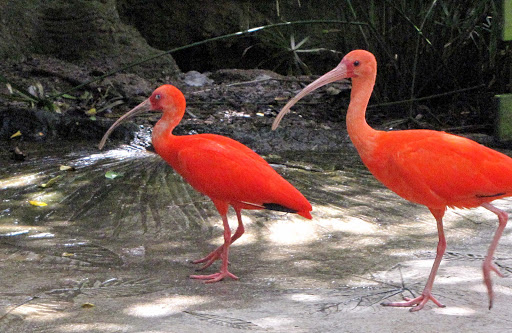 orange-ibis-Bermuda - Two orange-colored ibis at Elbow Beach, Bermuda. 