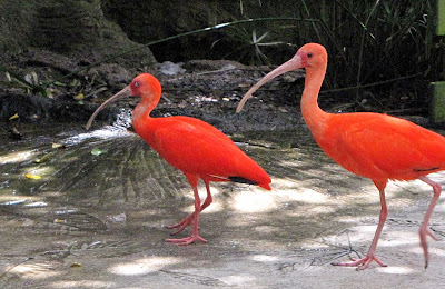 Two orange-colored ibis at Elbow Beach, Bermuda.