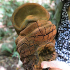Horsehoof Fungus (dislodged)