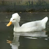 Domestic Duck (Crested Duck)