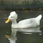 Domestic Duck (Crested Duck)