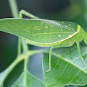 Serrated rainforest katydid