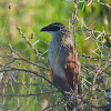 White-Browed Coucal