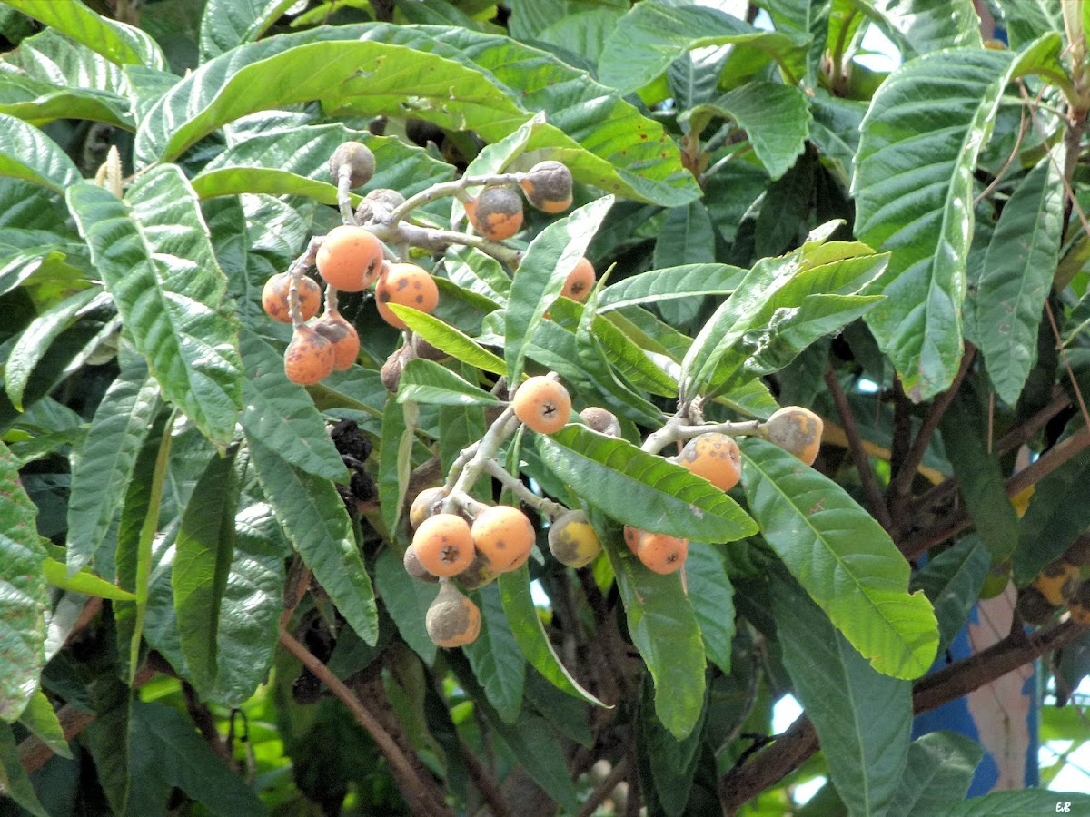 loquat