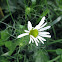 Scentless Mayweed