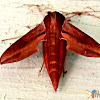 Vine Hawk Moth