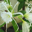 Peruvian Daffodil or Spider Lily