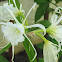 Peruvian Daffodil or Spider Lily
