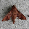 Mournful sphinx moth