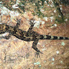 Dumbara bent toed gecko