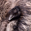 Emu