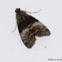 Maple webworm moth