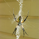Garden Spider - Orb Spinner
