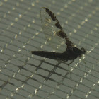 Small Minnow Mayfly