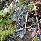 dog lichen
