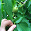 English walnut