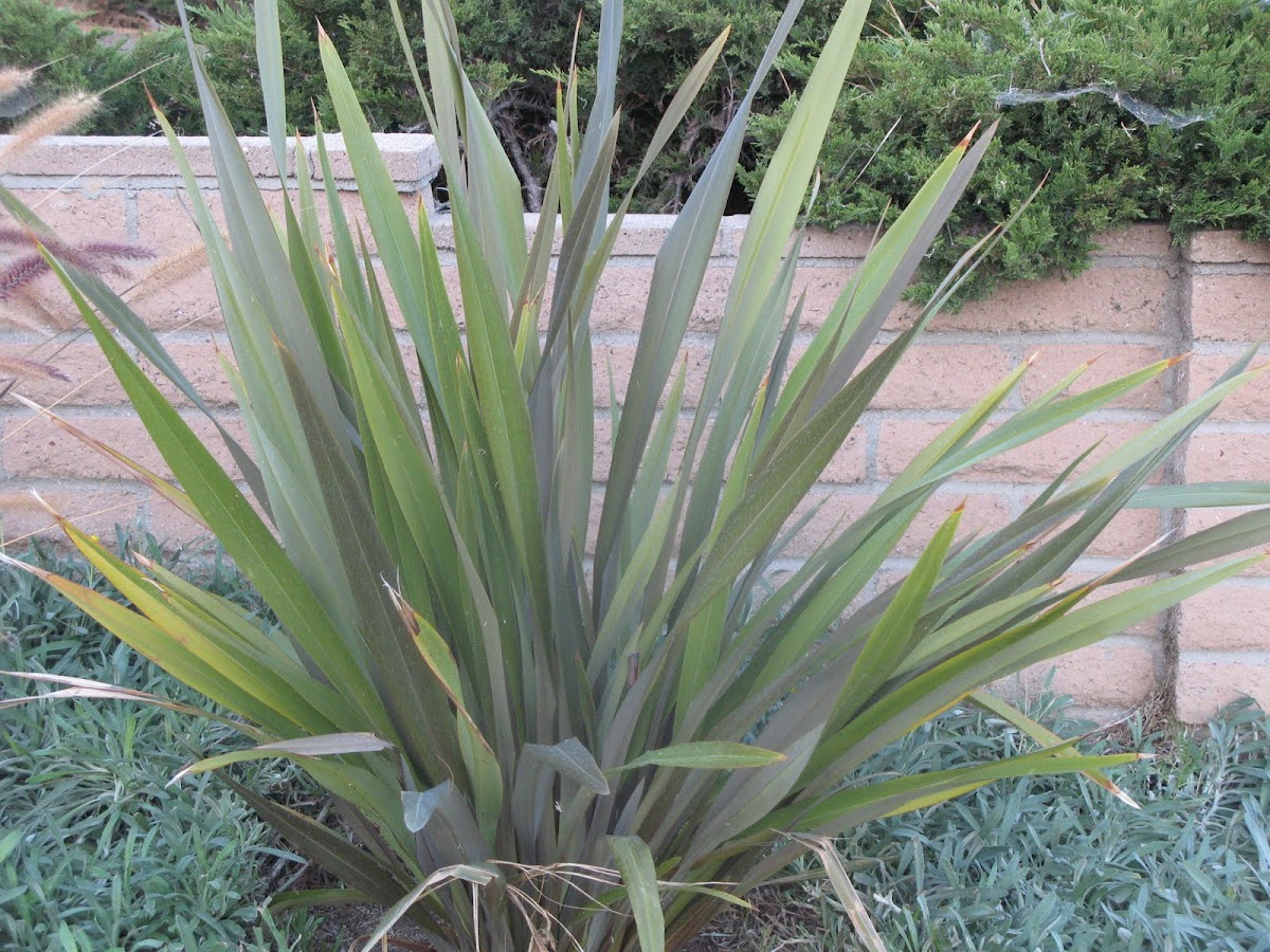 New Zealand Flax (Phormium) Yellow Wave