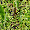 Northern Watersnake