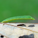 Common Brown Looper Moth (caterpillar)