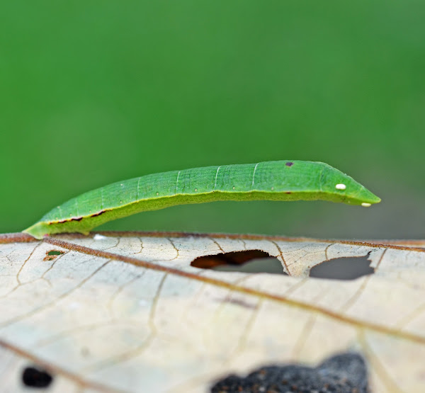 Common Brown Looper Moth (caterpillar) Project Noah