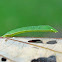Common Brown Looper Moth (caterpillar)