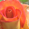 american red rose