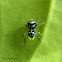 Metallic Banded Jumping Spider
