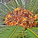 Sago palm