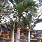 Bottle Palm Mauritius