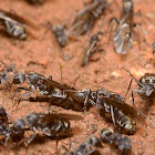 Carpenter ant swarmers