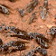 Carpenter ant swarmers