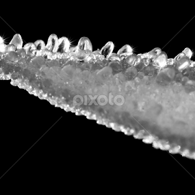 Ice on the Leaf by Rishi Gupta - Black & White Macro