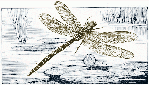 [dragonfly-illustration[3].png]
