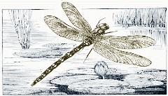 dragonfly-illustration