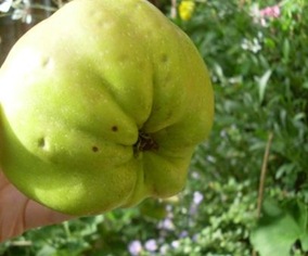 pomme calville blanc