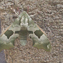 Lime Hawk-Moth
