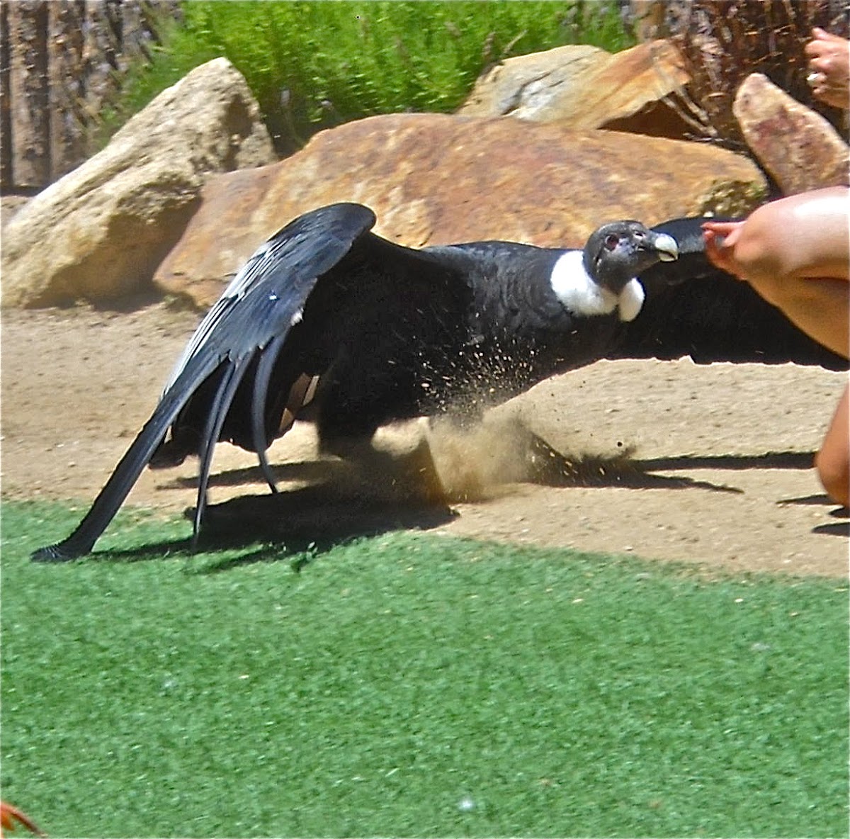Andean Condor (adult female)