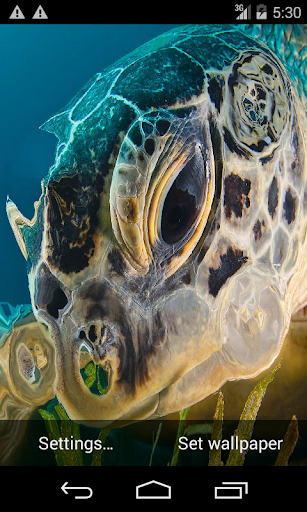 Sea Turtle. Live Wallpaper.