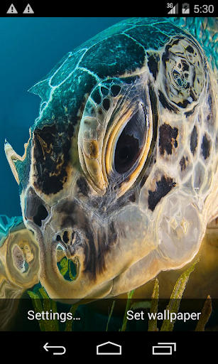 【免費個人化App】Sea Turtle. Live Wallpaper.-APP點子