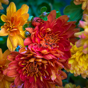 germane by Yu Tsumura - Flowers Flower Gardens